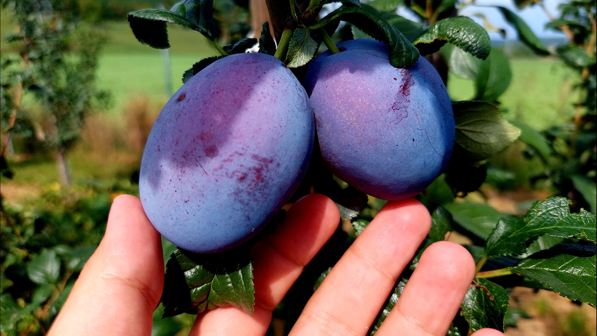 Zdravé a sladké slivky