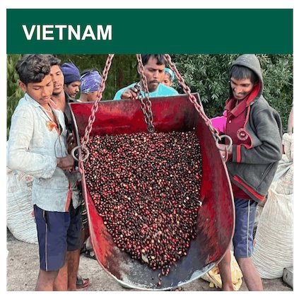 Vietnam Robusta Gr.1 (zelená)