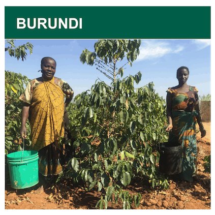 Burundi Red Bourbon Scr.15+ washed (zelená)