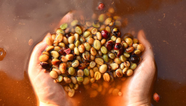 Experimentální zpracování kávových zrn