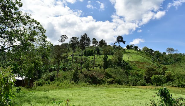 O původu kávy - ETIOPIE