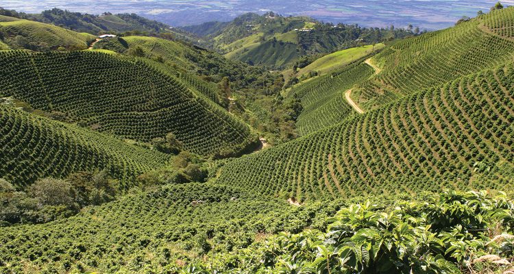 Peru-coffee-plantation-750x400