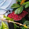 Decaf sugar cane 3