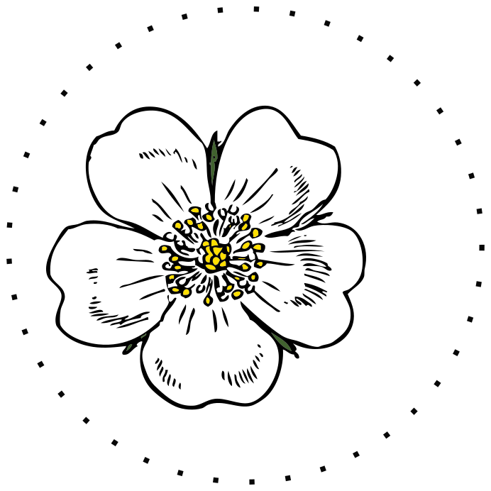 Rozkvést