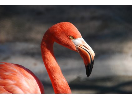 flamingo 92728 1280