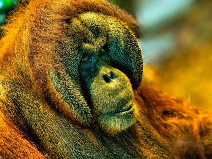 orangutan 7010229 1280