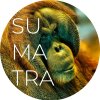 sumatra