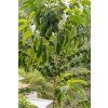 ARBOL