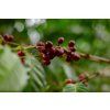 OMBLIGON FRUTO (2)