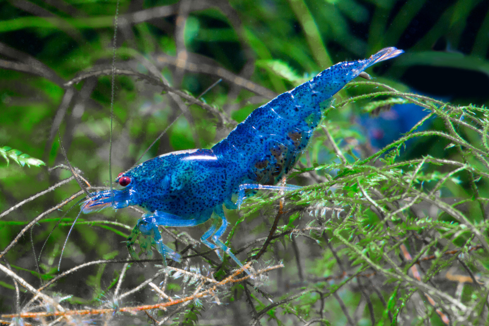 Caridina Serrata krevety. Všetko čo potrebujete vedieť