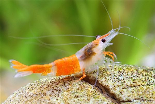 Fakty o krevetkách: Orange Shrimp Neocaridina Davidi var. "Rili"