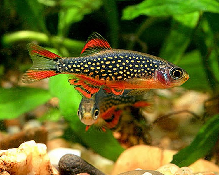 Razbora galaxy - Danio margaritatus: detailný návod pre chov