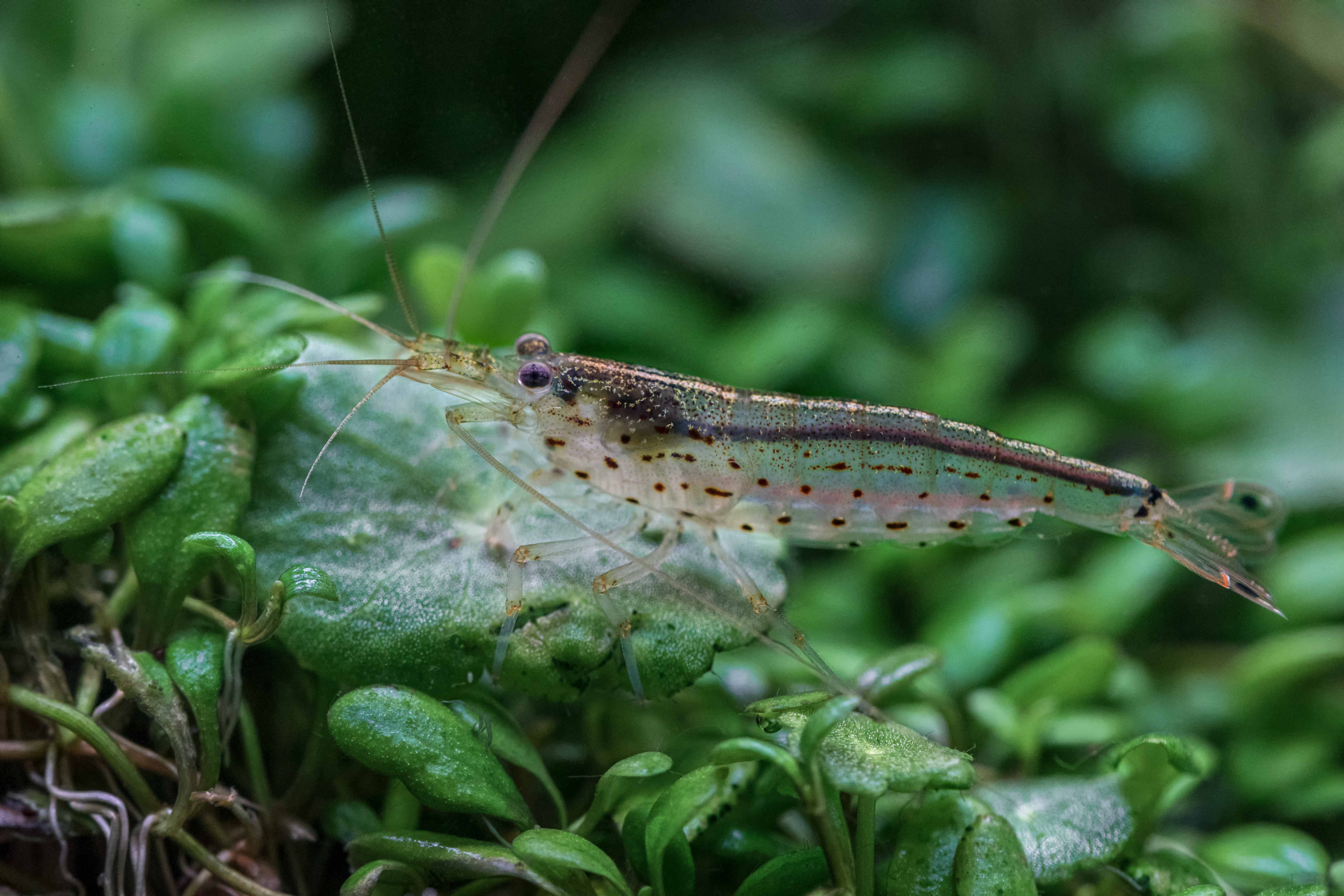 Caridina Japonica - Detailný návod: chov, kŕmenie, rozmnožovanie