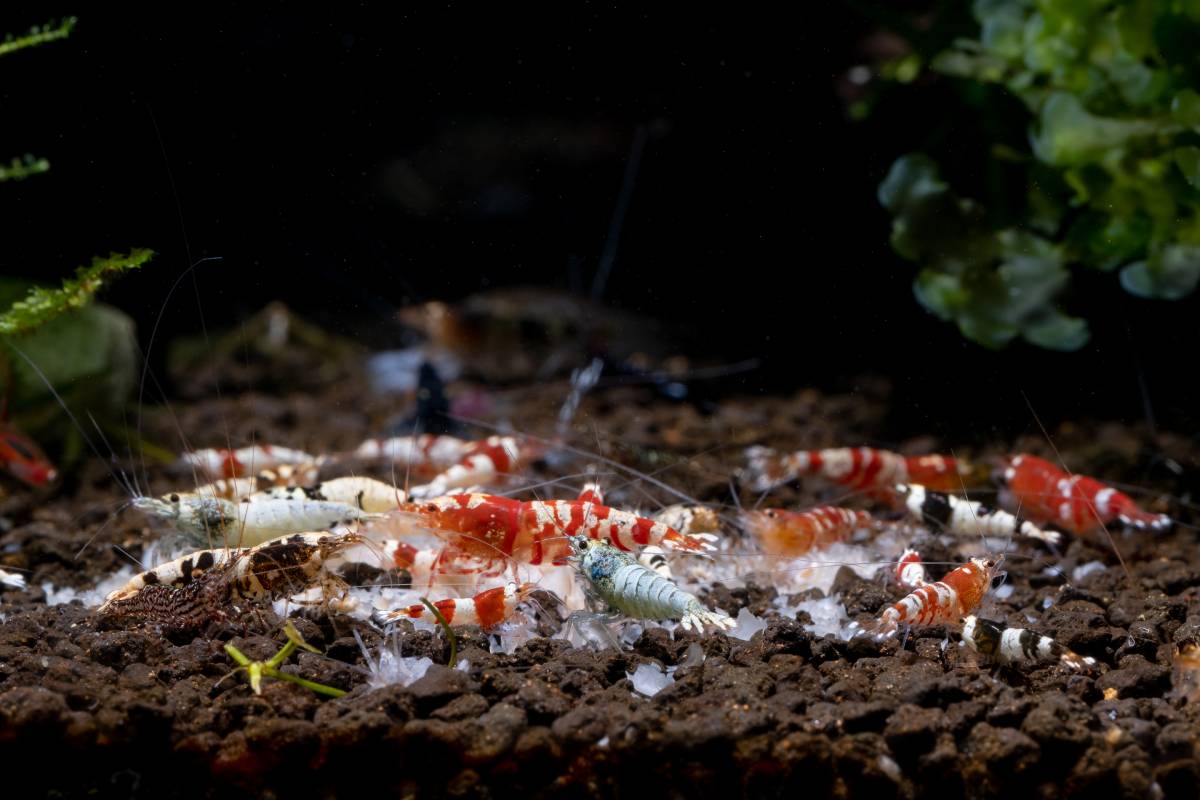 Chov sladkovodných kreviet v akváriu a záhradnom jazierku (všetko, čo potrebujete vedieť)