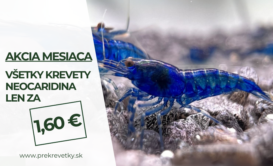 Krevetka týzdna