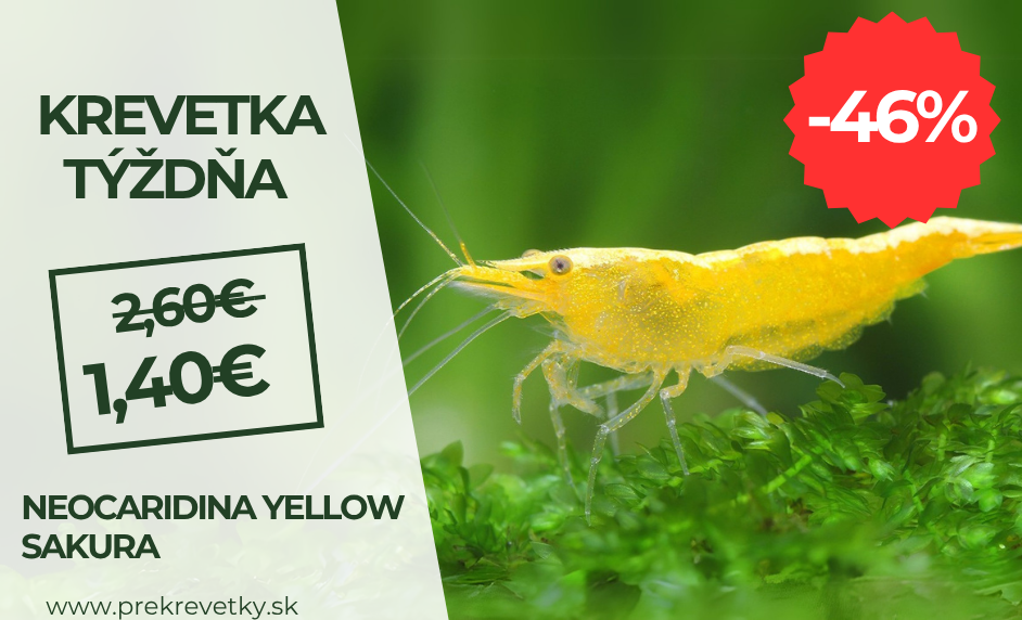 Krevetka týzdna