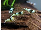 Caridina