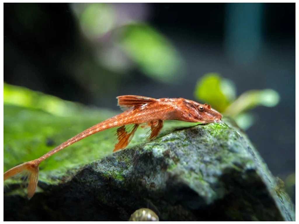 7537_red-lizard-catfish-2-1800x1800-ezgif-com-webp-to-png-converter