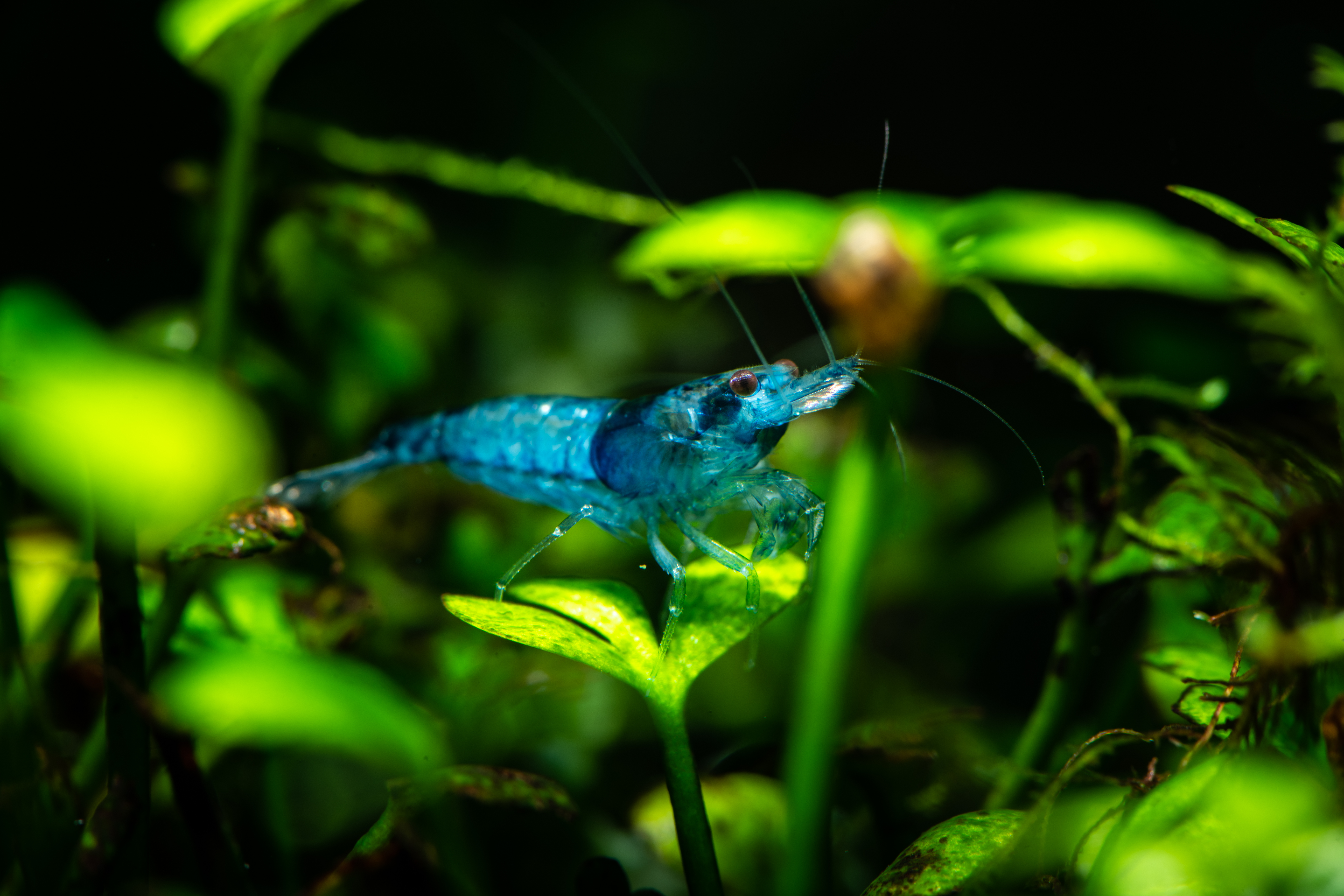 blue_dream