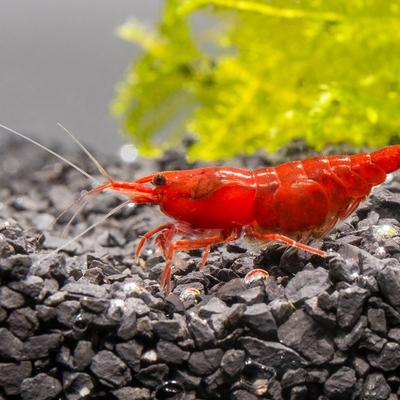 fire-red-cherry-shrimp-11773412409425_400x400_crop_center