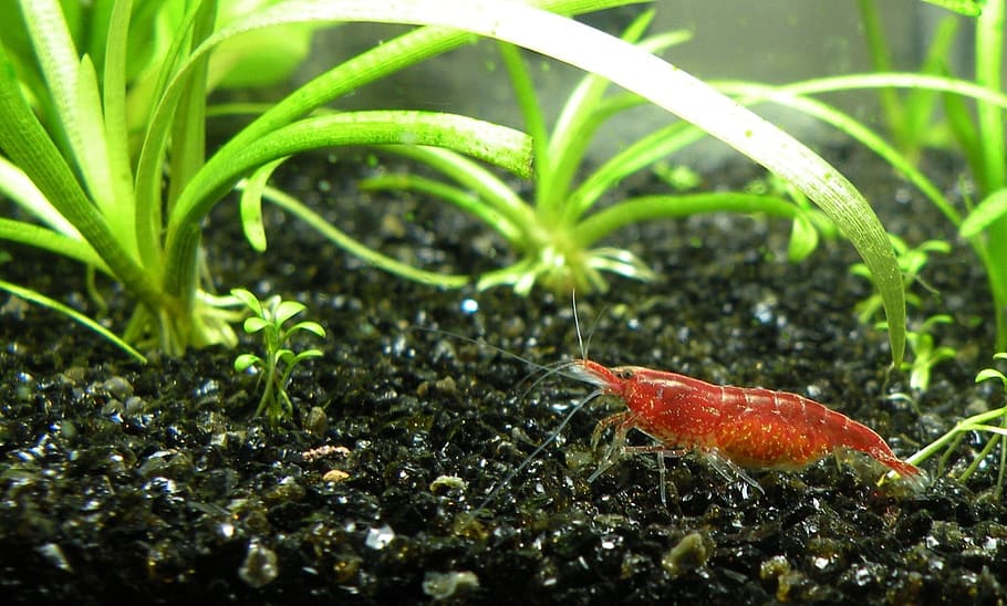 krevetka_necaridina_davidi_red