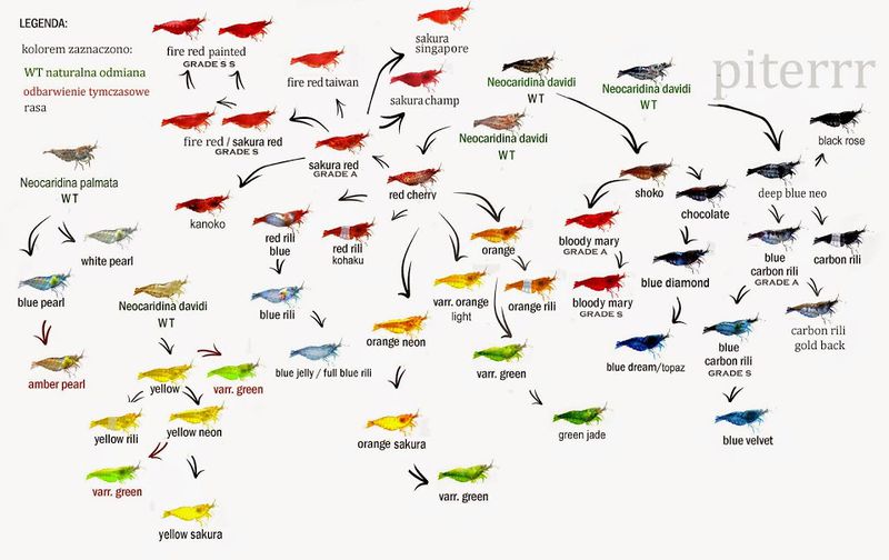 800px-Neocaridina_family_tree