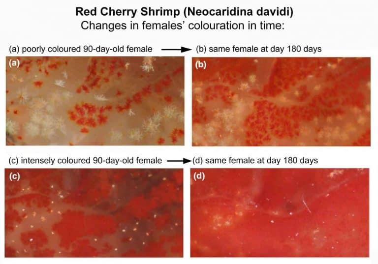 Color-changes-in-shrimp-females-with-time-1-768x537