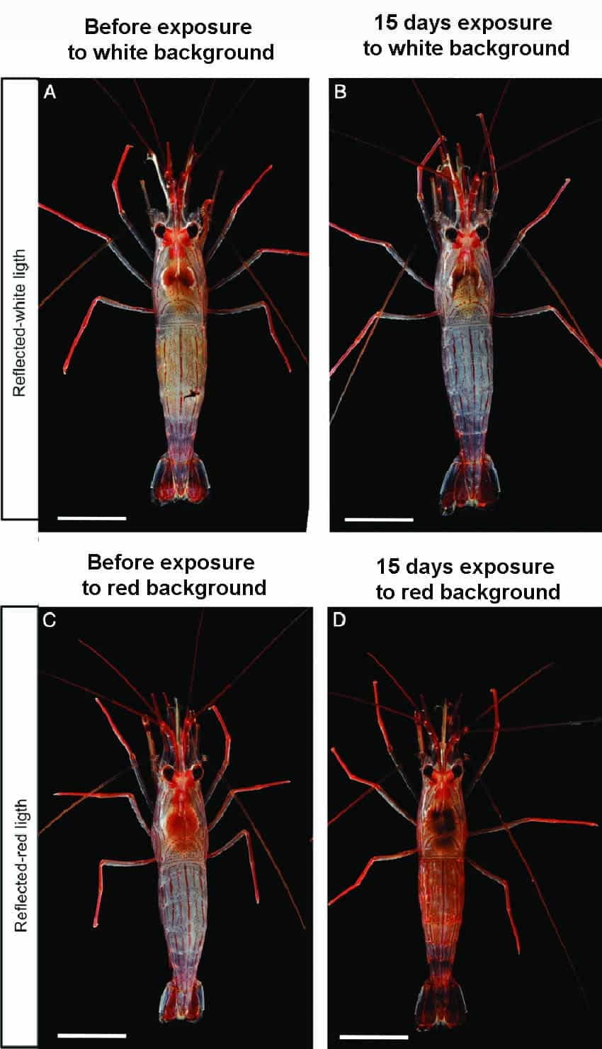 Dwarf-shrimp-color-change-exposure-to-dark-background-2-1