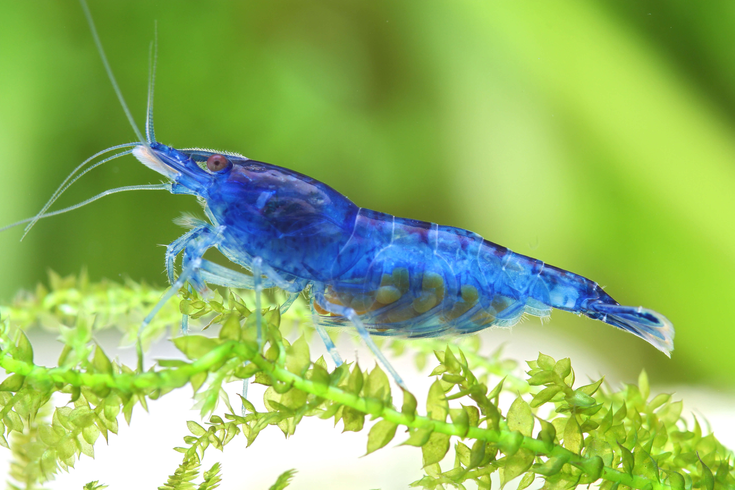 Kevetka z rodu Neocaridina