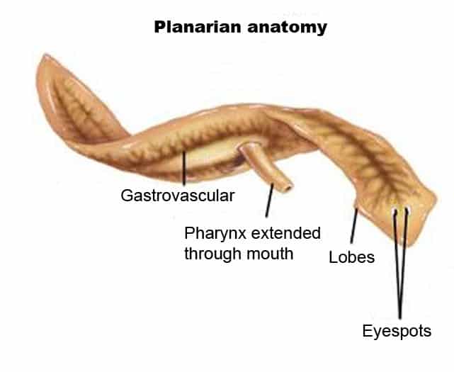 Planaria-anatomy