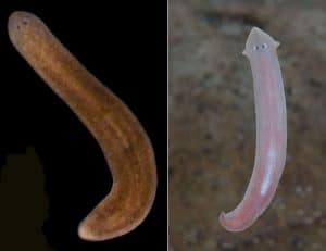 White-and-brown-planaria-300x231