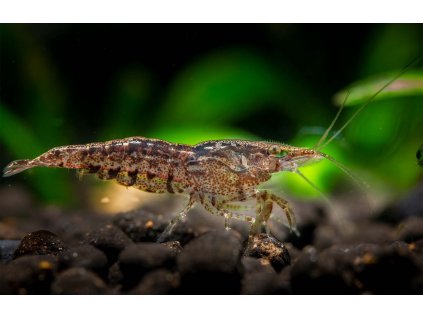 Neocaridina Natur 2