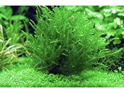 products 02 4 19 0126