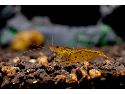 Caridina Cantonensis var. Tang Taitibee