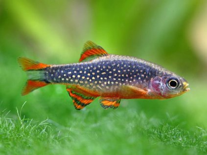 rasbora galaxy 002