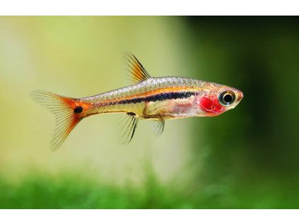 Boraras uropthalmoides 5 least rasbora 1024x661