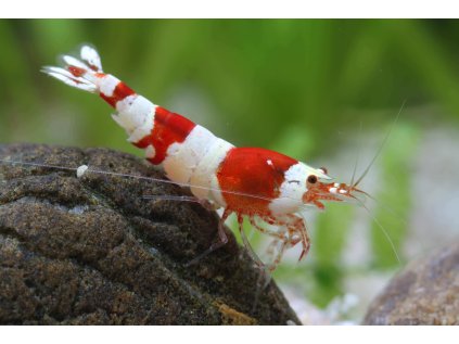 caridina red
