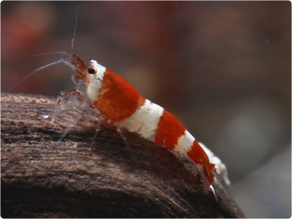 37 0 crystal red bee rote biene caridina cantonensis k4 1