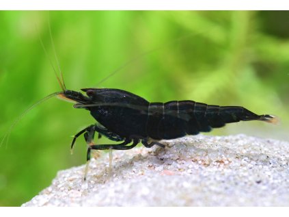 caridina black king kong