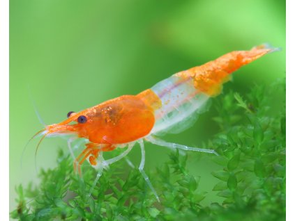 orange rili