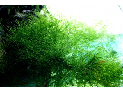 java moss