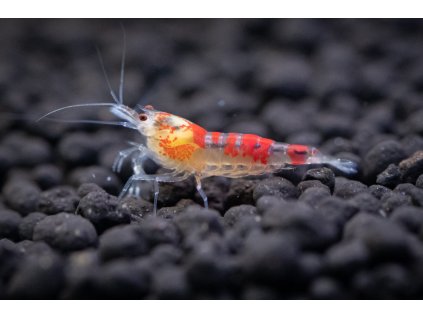 Caridina var. Calceo Red