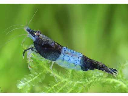 Neocaridina var. Blue Carbon Rili