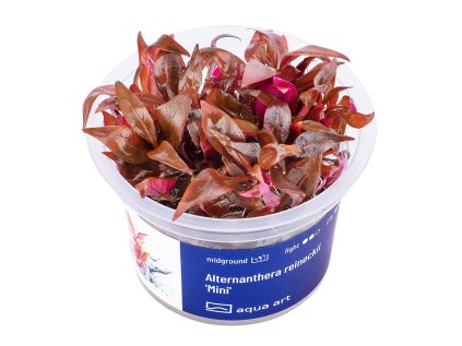 Alternanthera reineckii 'Mini'