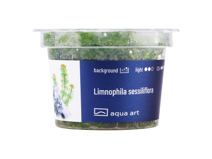 Limnophila sessiliflora 3