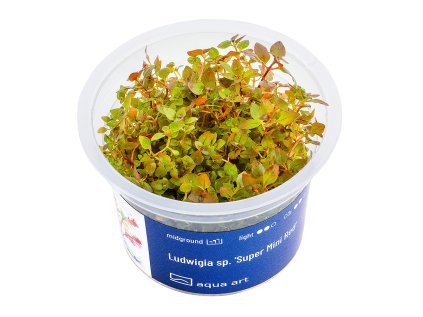 Ludwigia sp. 'Super Mini Red'