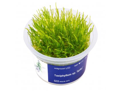 Taxiphyllum Spiky moss