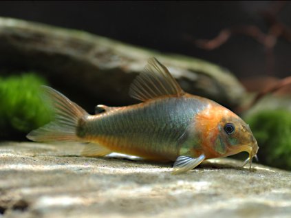 Corydoras eques