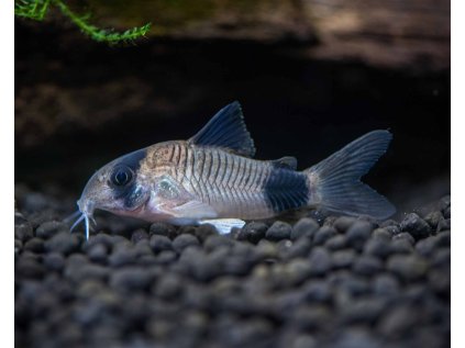 corydoras panda