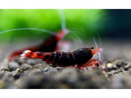 Taiwan Bee var. Dark red ruby Extreme